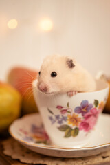 hamster in a tea cup