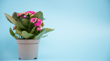 Flowering Kalanchoe plant in a pot on a uniform gray background. There is room for text. Background, texture or postcard