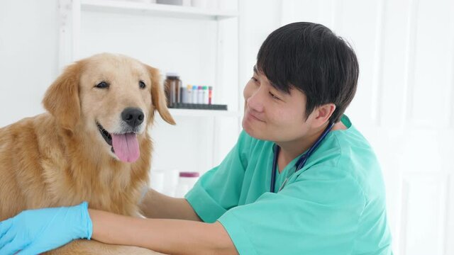 Confident male veterinarian examining dog in hospital.