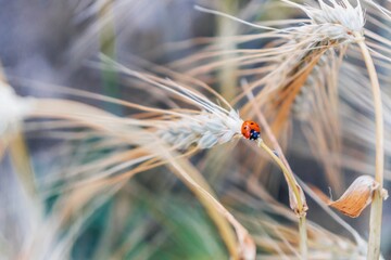 Green wheat field in countryside, close up. Field of wheat blowing in the wind at sunny spring day. Young and green Spikelets. Ears of barley crop in nature. Agronomy, industry and food production.