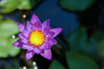 purple lotus flower in the pond