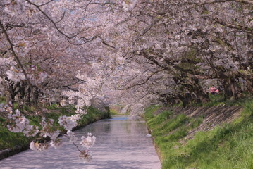 花筏 cherry blossom 日本の美しい桜 川 花びらの川 散り際 切ない 春 お花 レトロ