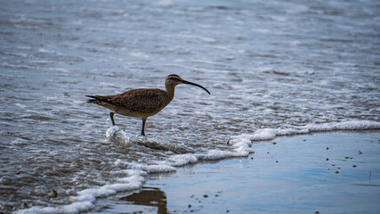 bird in beach water