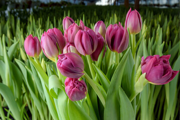 Fototapeta premium A group of tulips of the same variety on a background of green leaves and young tulips. Blooming tulips. Selective focus. Close up.