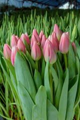 Fototapeta premium A group of tulips of the same variety on a background of green leaves and young tulips. Blooming tulips. Selective focus. Close up.