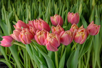 A group of tulips of the same variety on a background of green leaves and young tulips. Blooming tulips. Selective focus. Close up.