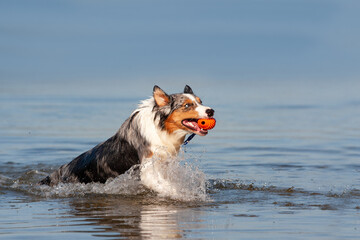 Dog, Australian Shepherd retrieves ball from water - 416671435