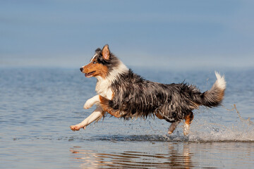 Dog, Australian Shepherd, running across the water, jumping - 416671655