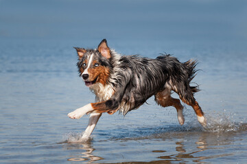 Dog, Australian Shepherd, running across the water, jumping - 416671692