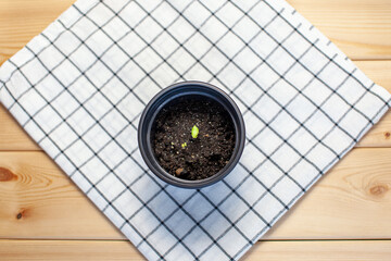 Planting young seedlings in a black pot on the table