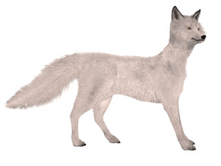 3d illustration of an realistic fox