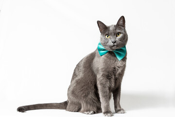 grey cat with green bow tie sitting on white background