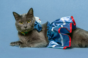 grey cat with american patriotic costume