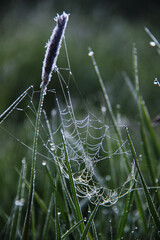 spider net and fresh green grass