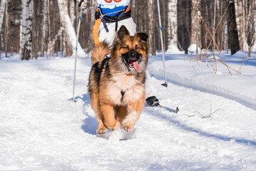 Sled dog skijoring. Husky sled dog pull dog musher. Sport championship competition.