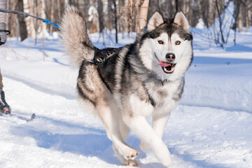 Sled dog skijoring. Husky sled dog pull dog musher. Sport championship competition.