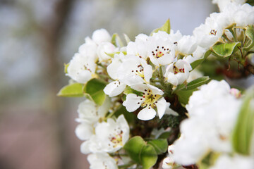 apple tree blossom at spring