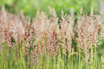 Fluffy spikelets grow at the edge of the field. Close-up of beautiful spikelet grass. Selective focus image.