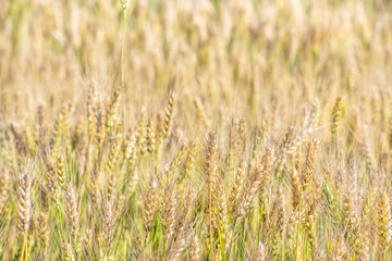 Fragment of a wheat field. Spikelets ripen.