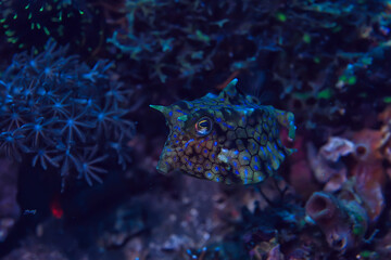 Fototapeta na wymiar fish cow underwater / exotic small fish underwater scene, coral reef in the ocean, crani fish