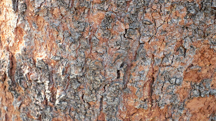 Background from texture of poplar bark. Close up. There are deep coarse cracks.
