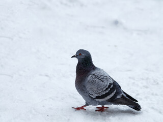 Blue dove on white snow on winter day