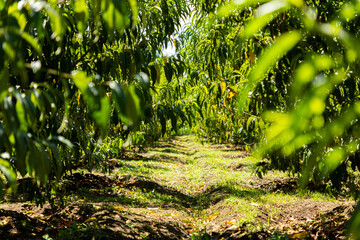 Camino en el bosque