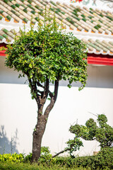 maple tree in garden