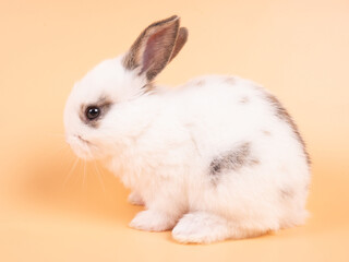 White adorable baby rabbit on yellow background. Cute baby rabbit.