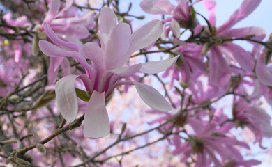 Showy and beautiful Magnolia stellata pink flowers close up on the  branch against light blue background. Japanese Magnolia.