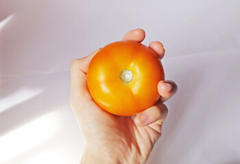 Hand holding  tomato. Orange ripe tomato close up focus. Home grown fresh organic vegetables fruits white background. 