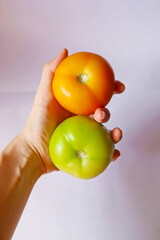 Hand holding 2 tomatoes. Orange ripe tomato close up focus, green tomato unripe tomato. Home grown fresh organic vegetables fruits white background. 