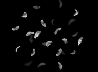 Abstract, Group of white feathers falling down in the dark. black background.