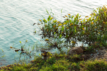 flowers on the shore