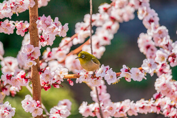 メジロと梅の花