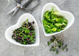 Assortment of micro greens at concrete background,  top view. Healthy lifestyle