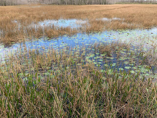 lily pads in a swamp in Florida in winter