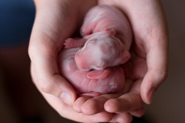 little day-old rabbits sleep in human hands