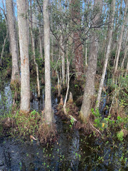 cypress trees during winter in a swamp in Florida