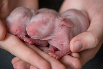 little day-old rabbits sleep in human hands