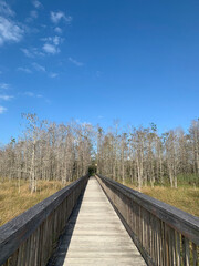 Fototapeta premium boardwalk path over the wetlands in Florida swamp