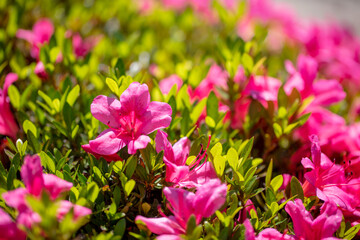 綺麗なピンクのツツジ　背景素材　flower