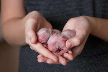 little day-old rabbits sleep in human hands