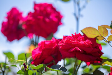 綺麗な庭で赤い薔薇が咲いている　rose