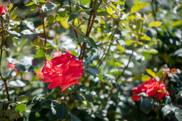 綺麗な庭で赤い薔薇が咲いている　rose