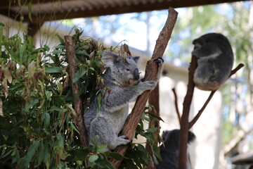 koala in tree