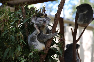 koala in tree