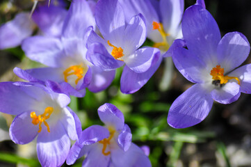 Bl&uuml;hende Krokusse im Fr&uuml;hling