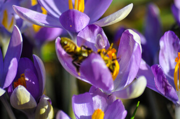 Fototapeta na wymiar Biene sammelt Pollen auf Frühblüher