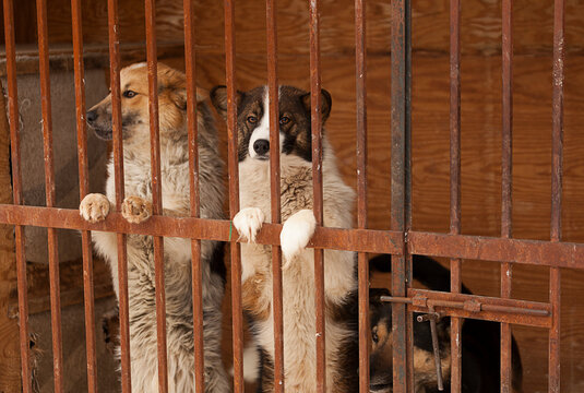 Stray Dogs At The Dog Shelter, Funny Mongrel Dogs Behind Bars Looking At You